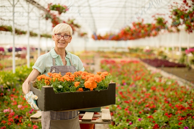 Hogere vrouw die de houten doos met weinig bloempotten en bloemen houdt