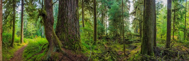 Hoh rain forest in olympic national park usa