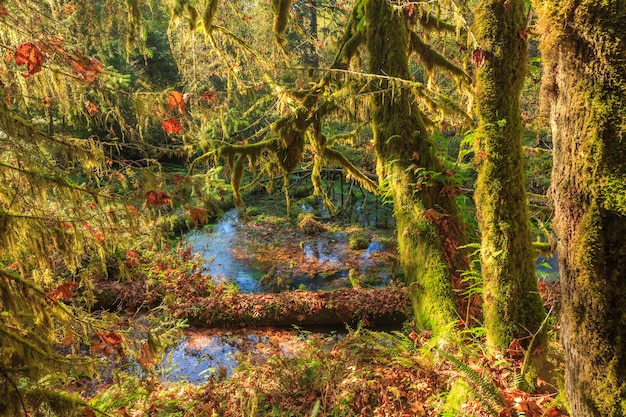 Photo hoh rain forest in olympic national park usa