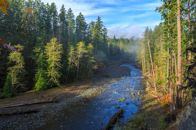 Олимпийский национальный парк Hoh Rainforest, штат Вашингтон, США