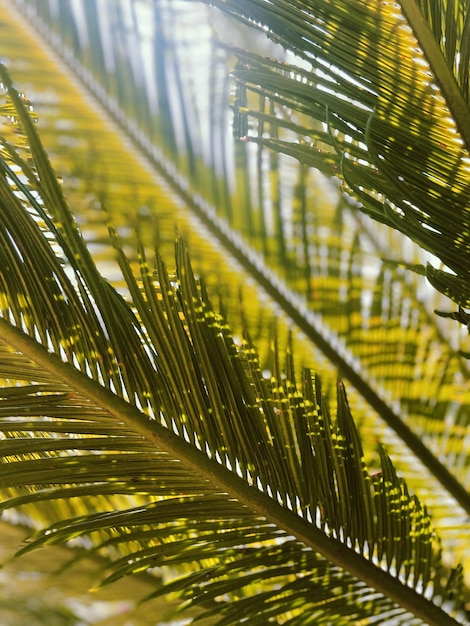 Hojas de palmera