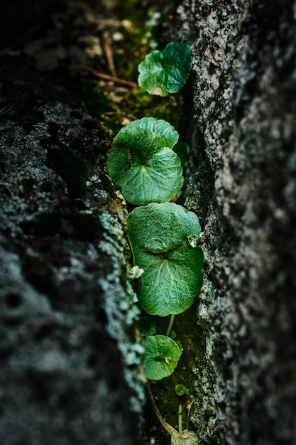 Foto hojas verdes