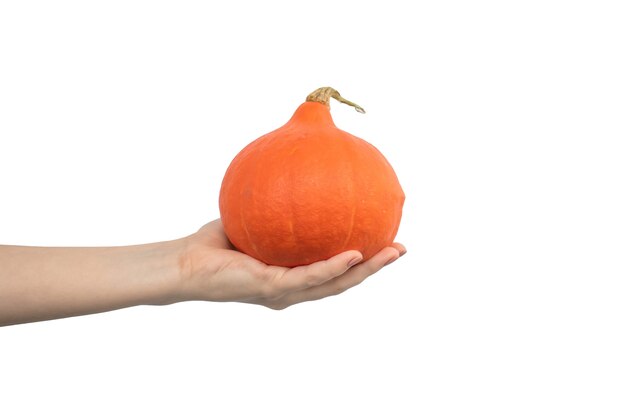 Hokkaido Pumpkin in hand isolated on a white background photo