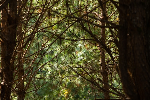 Hol boom in het bos