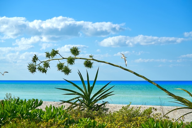 Holbox 섬 열대 해변 멕시코