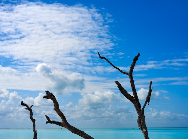 Photo holbox tropical island in quintana roo mexico