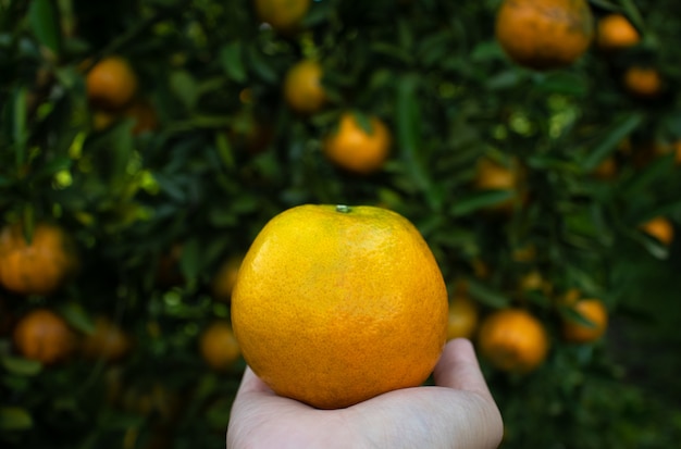 農場でオレンジを握る