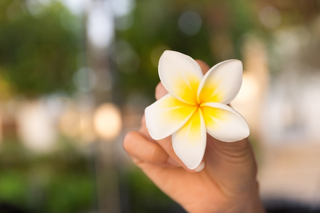 Hold plumeria flower in hand light bokeh in background.