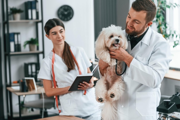 Photo holding animal in hands male and female doctors are taking care of maltese dog in the clinic