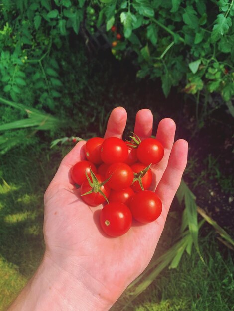 Holding cherry tomatoes