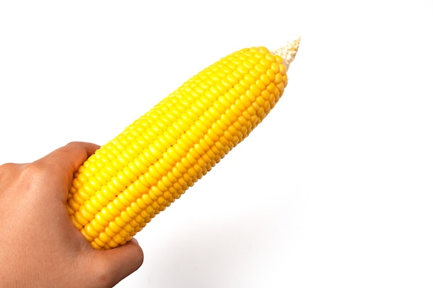 holding corn isolated on white background