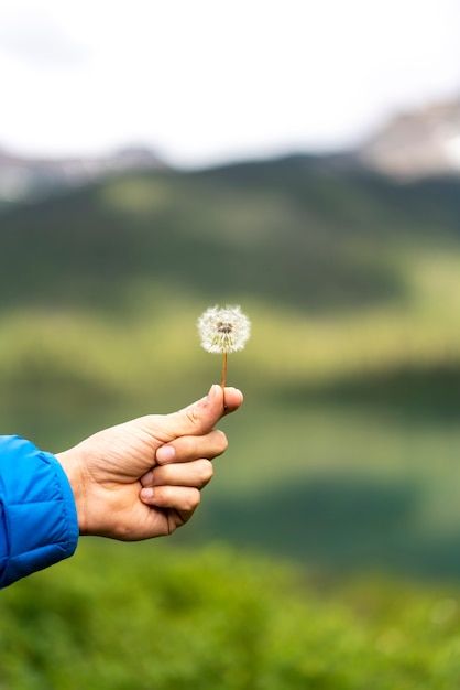 Holding a dandelion in a forest