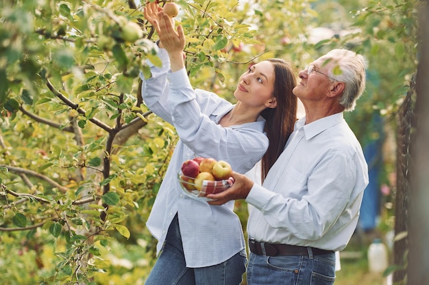 Holding fresh apples Daughter is with her senior father in the garden at daytime