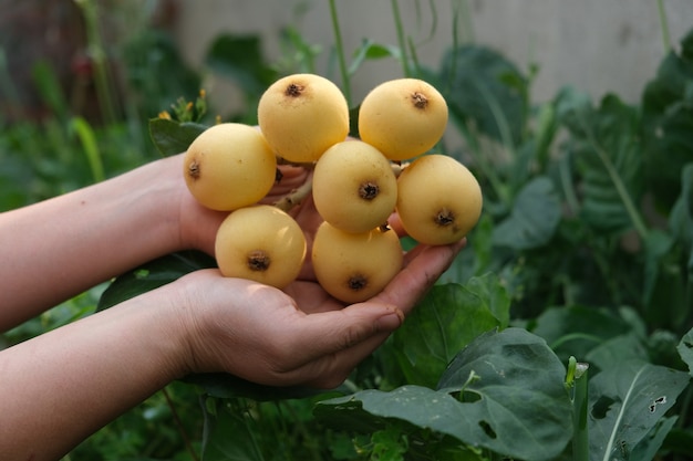 Holding golden loquat fruit in hand, against a dark green background