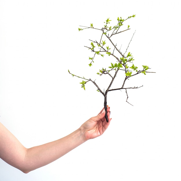 Photo holding green branch plant in a hand