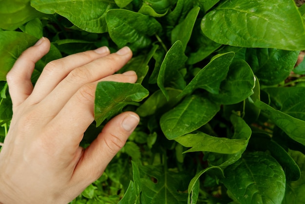 Foto tenendo in mano foglie di spinaci appena raccolte da un orto biologico domestico rialzato.