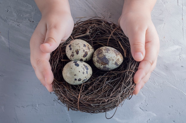 Holding in hands a nest with quail eggs. Flat lay and copy space