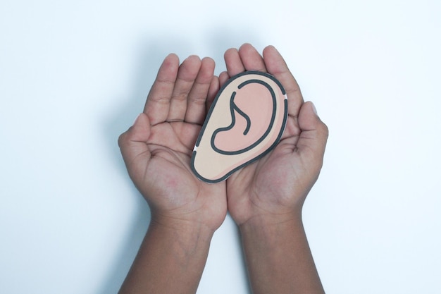 Holding a model of the ear a human organ in both hands