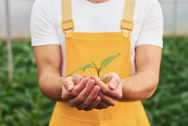 Holding plant in hands Young greenhouse worker in yellow uniform have job inside of hothouse