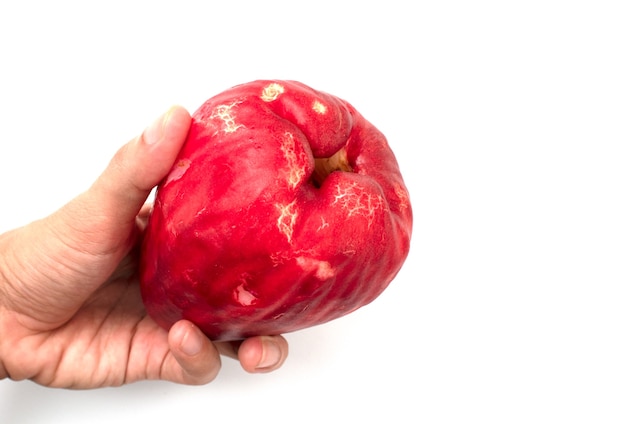 holding a red guava fruit on a white background