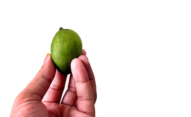 Holding a small green mango in hand