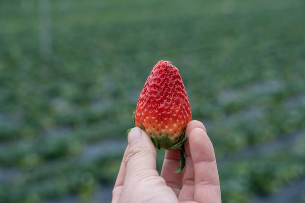 Tenendo le fragole nel campo