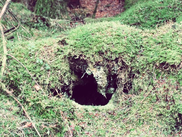 Photo hole in grassy field in forest