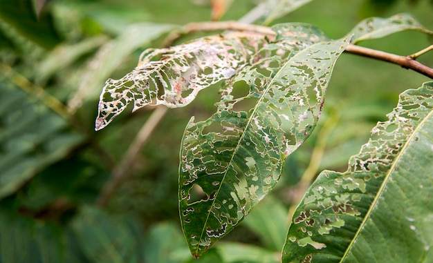 Hole on green leaf  from larva