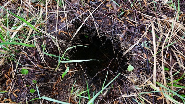 Hole in the ground