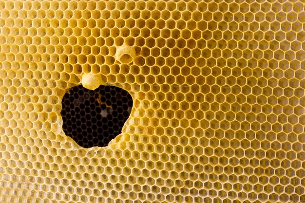 The hole is formed in the honeycomb Cells for bees and honey Uterine cups