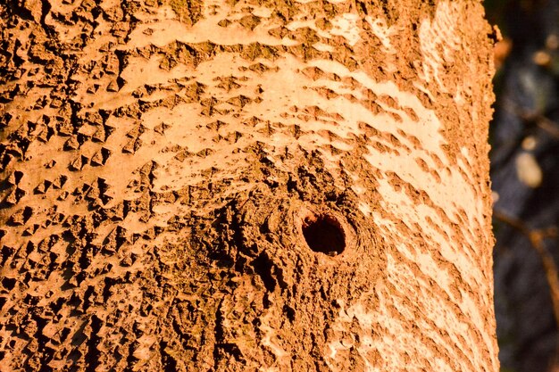 a hole in a tree trunk