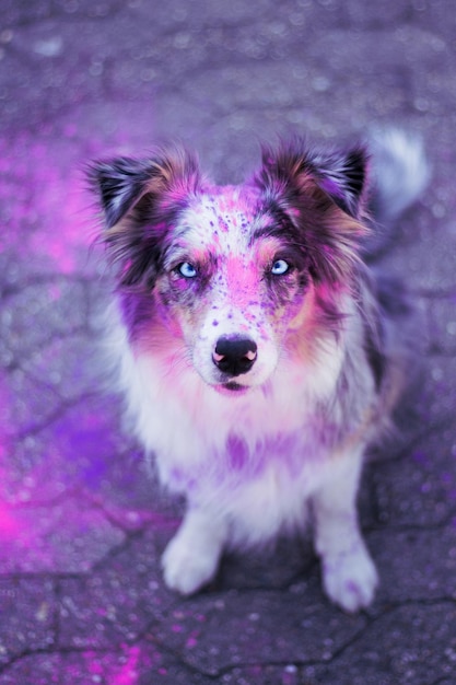 Holi portrait of dog