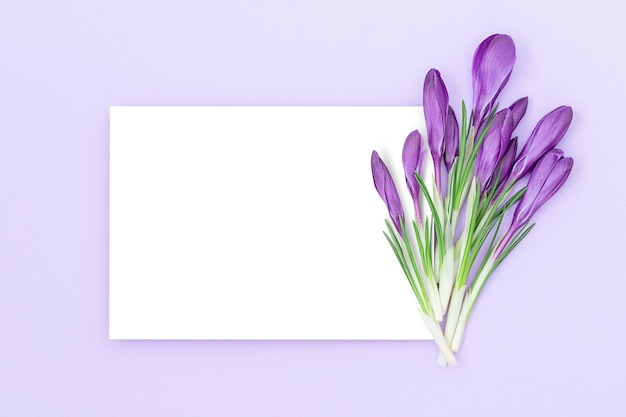Holiday background with Isolated white middle part surrounded by purple backdrop