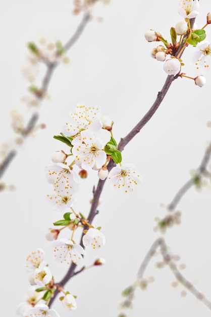 桜の枝が咲くホリデーお祝いカード