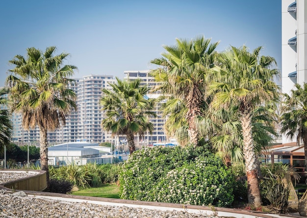 Foto vacanze su un'isola esotica con palme in un hotel all-inclusive a cinque stelle vacanze estive