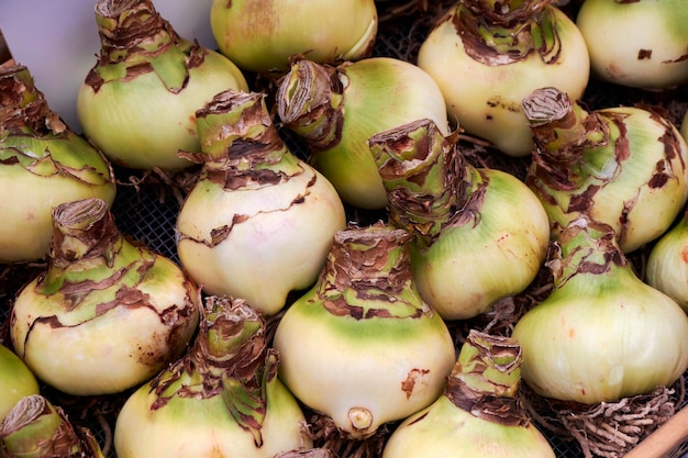 Holland, Amsterdam, Bloemenmarkt, Belladonna Leliebollen (Amaryllis) te koop