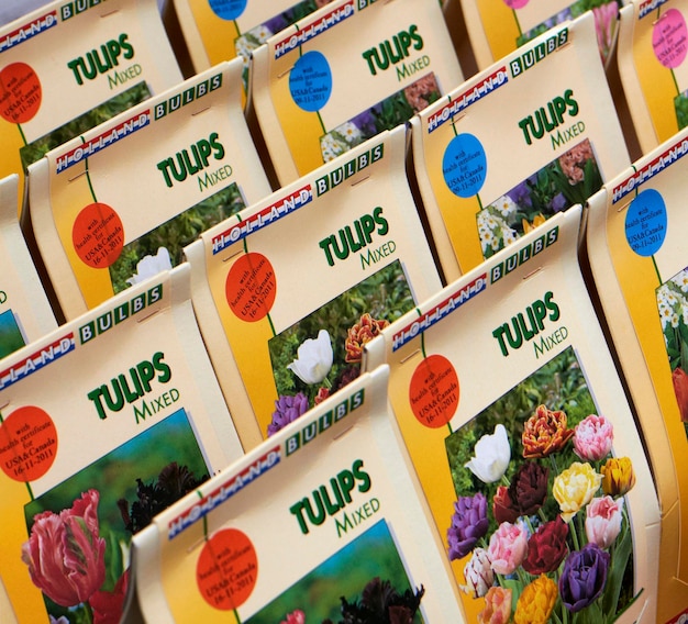 Premium Photo Holland, amsterdam, flowers market, mixed dutch tulips