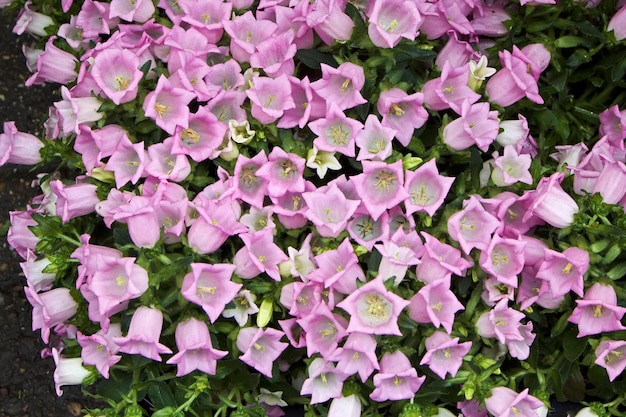 Photo holland, amsterdam, flowers for sale in a local market