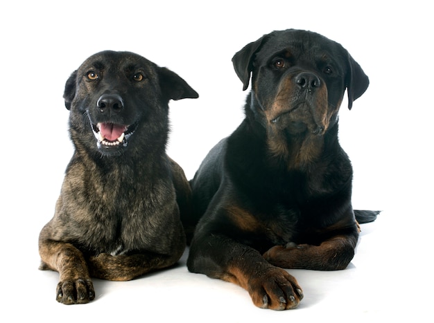 Holland shepherd e rottweiler