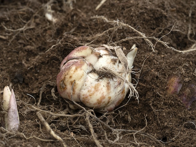 写真 オランダ塊茎種子花ベゴニア