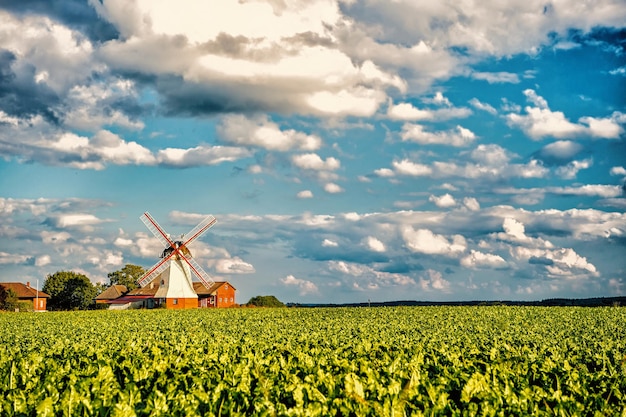 Holland windmill landscape with blue sky and green grass. Widmill in Luneburg, Germany