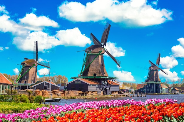 Hollands typisch landschap. Traditionele oude Nederlandse windmolens met huis, blauwe lucht in de buurt van rivier met tulpen bloemen bloembed in het dorp Zaanse Schans, Nederland. Beroemde toeristische plaats.