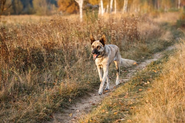 Hollandse Herder galoppeert door het herfstveld