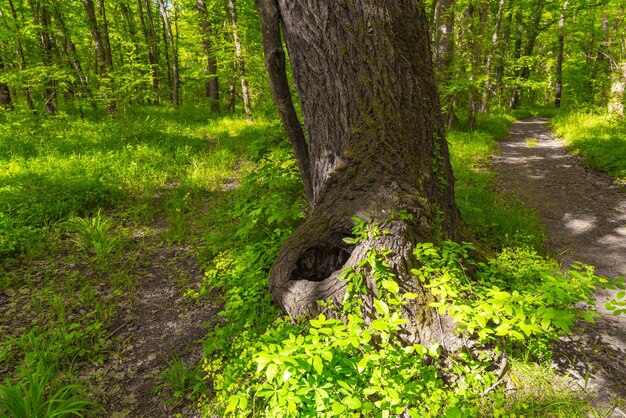 Foto cavo in un vecchio e denso tronco d'albero nella foresta verde