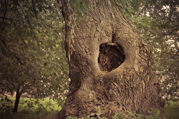 Foto hollow nell'albero filtrato