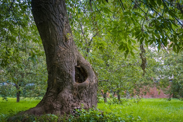 Foto hollow sull'albero