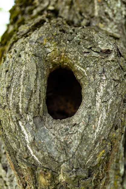 Hollow in the tree