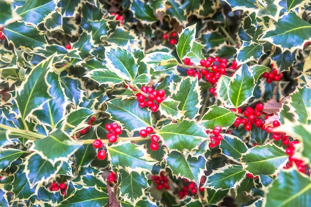 Holly barries background. Traditional symbol of Christmas and New Year season.