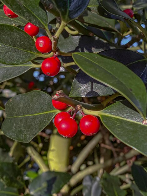 Foto le bacche di aglio su un albero nel giardino in primo piano