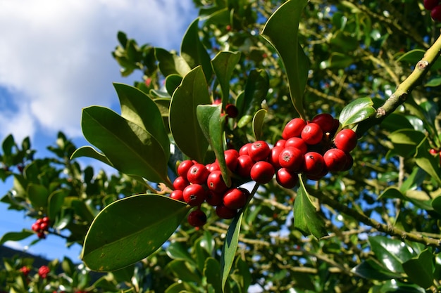 Ветка падуба (Ilex aquifolium) с плодами осенью и зимой